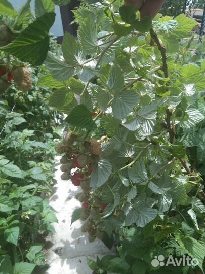 Саженцы малины