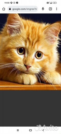 Котята в добрые руки приучены к лотку