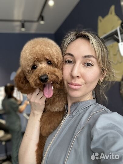 Грумер. Стрижки. Экспресс-линька. Выезд на дом