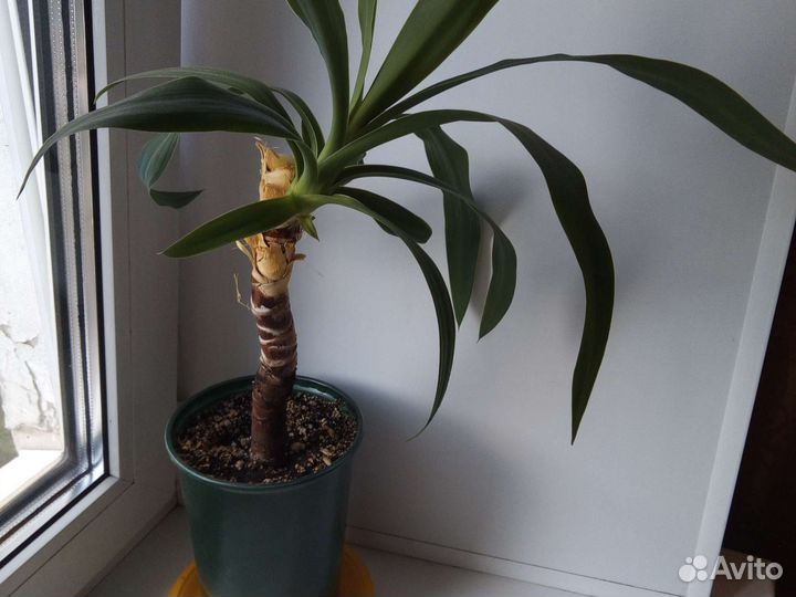 Пальма юкка две штуки