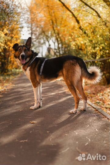 Большой, красивый и добрый Мартин