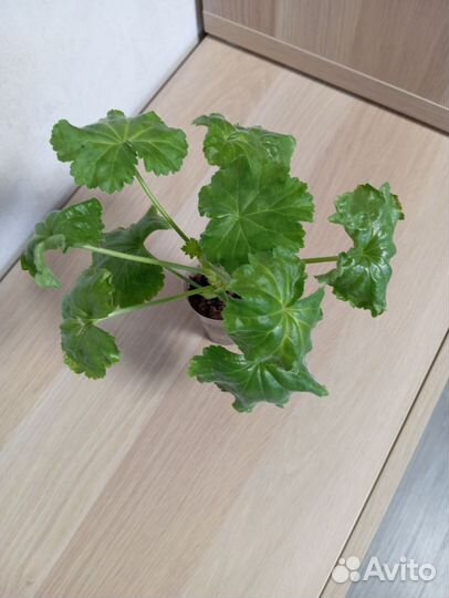 Герань тюльпановидная Red Pandora