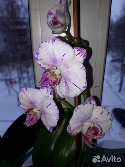 Орхидея фаленопсис деточка