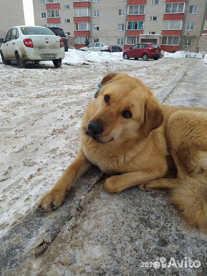 Собака в добрые руки