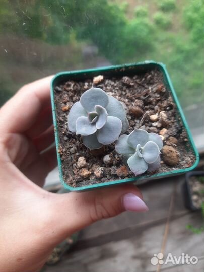 Кактусы и суккуленты