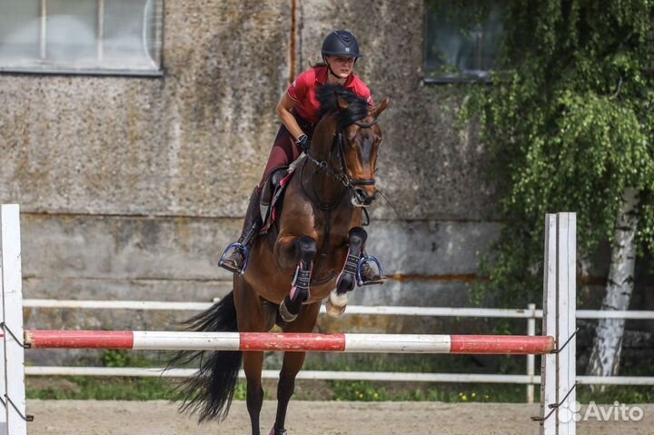 Конный спорт,выездка,конкур.Обучение верховой езде