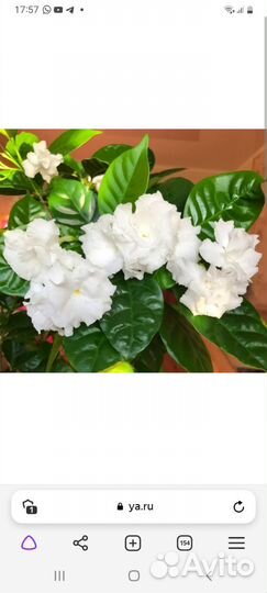 Табернемонтана