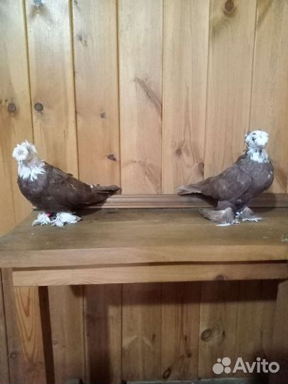 Продажа голубей