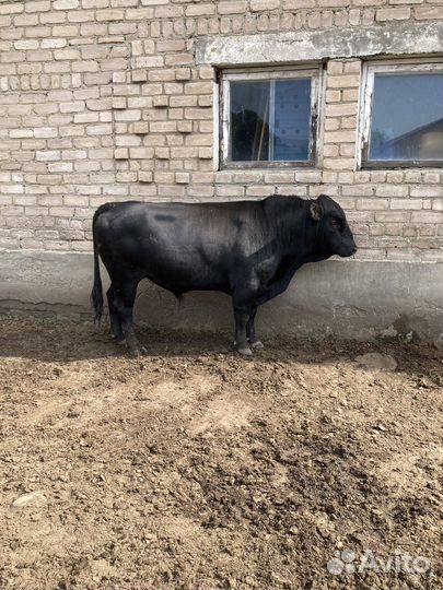 Абердин ангус