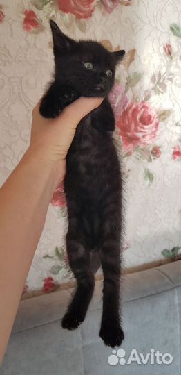 Чёрная пантера на удачу