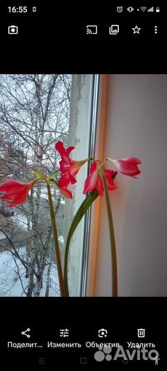 Гиппиаструм