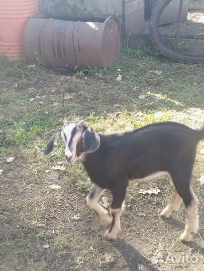 Продам козлика