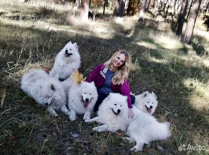 Передержка для собак