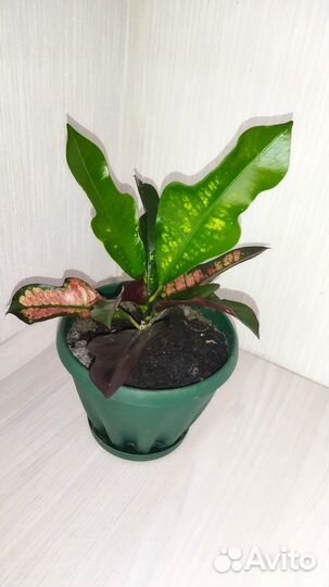 Кротон Вилма