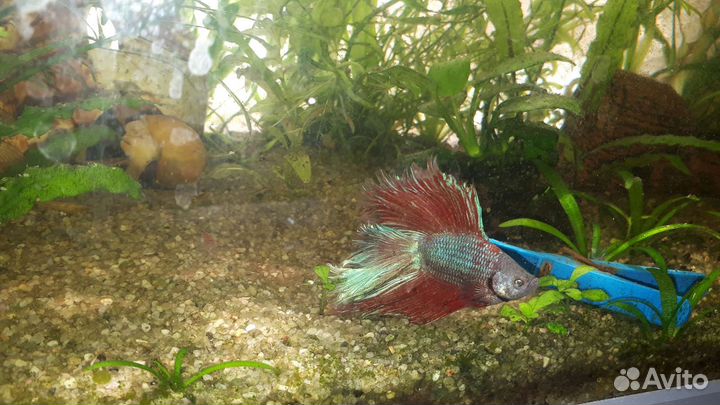 Петушки. Аквариумные рыбки