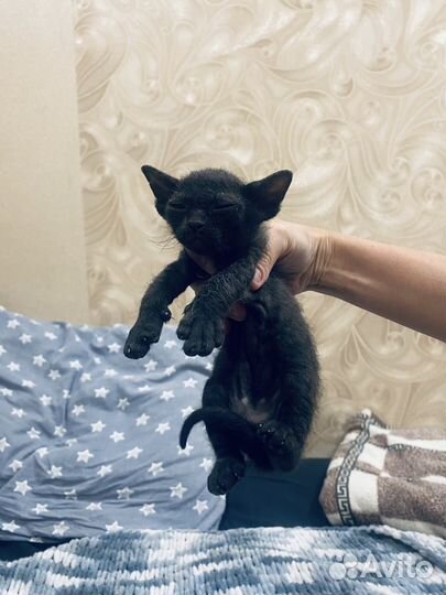 Отдам котят