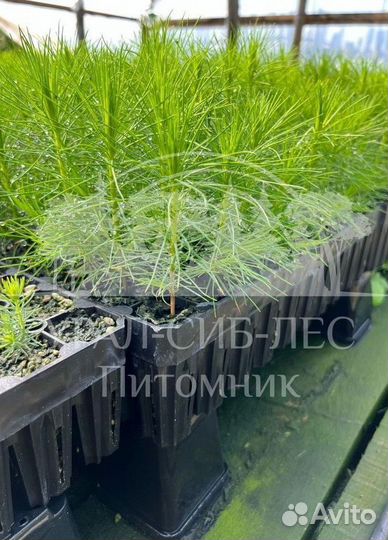 Сеянцы зкс Сосна окс Ель Лиственница Горная