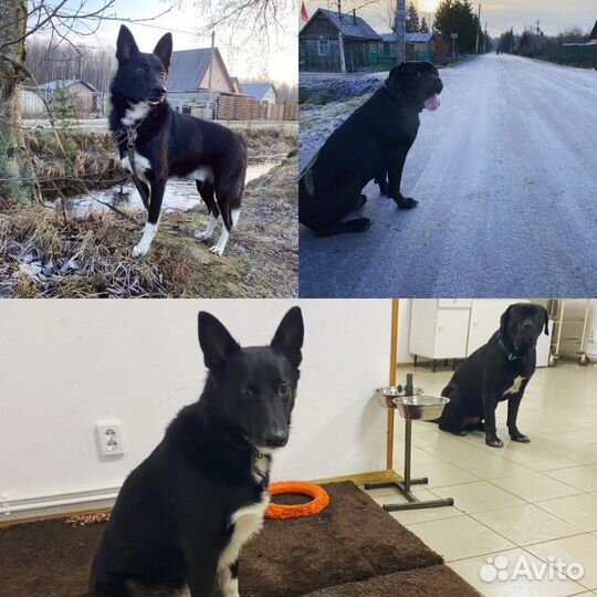 Домашняя передержка животных (Зоогостиница Оскар)