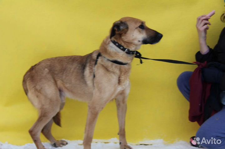 Приютская собака в дар