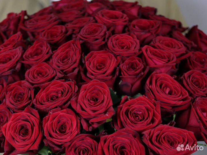 Розы Цветы Букеты 25 51 101