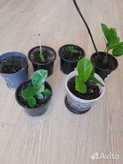 Замиокулькас