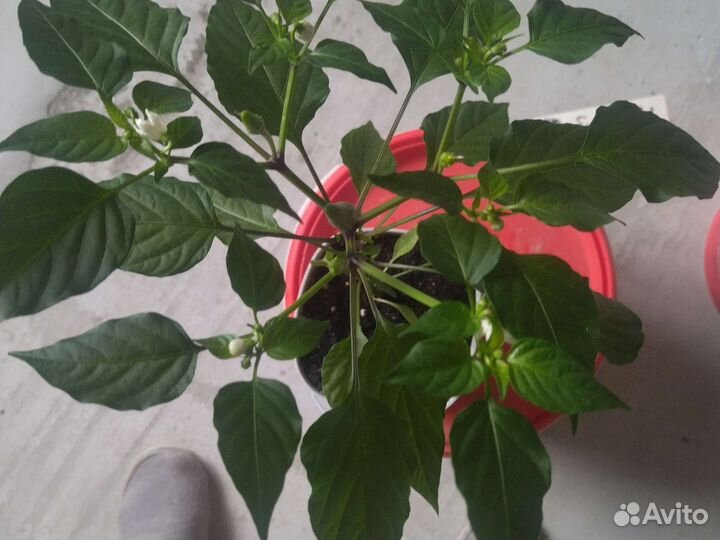 Подарок Красиво и практично, red hot cihli pepers