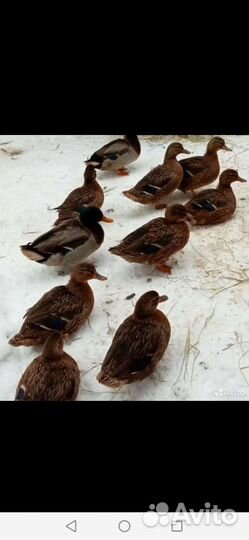 Утки подсадные для охоты