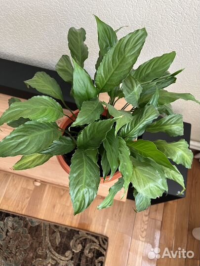 Спатифиллум