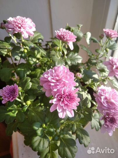 Многолетние цветы для сада