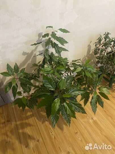 Гибискус китайская роза