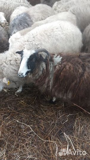 Овцематки и ягнята