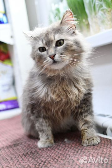 Котик в добрые руки