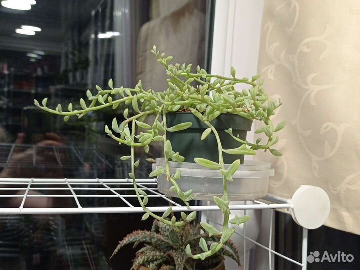 Крестовник перегринус, прыгающие дельфинчики