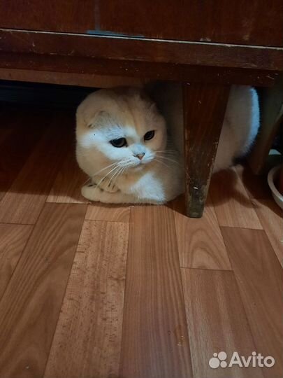 Продам кота породы шотландская вислоухая
