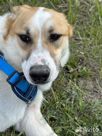 Позитивный пес мечтает о доме