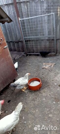 Цыплята китайские и помесь разный возраст