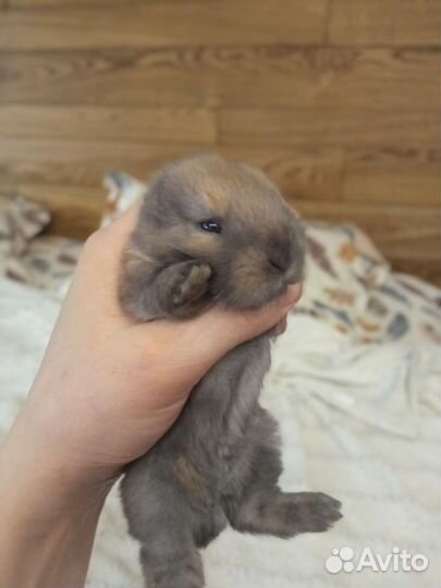 Декоративные крольчата