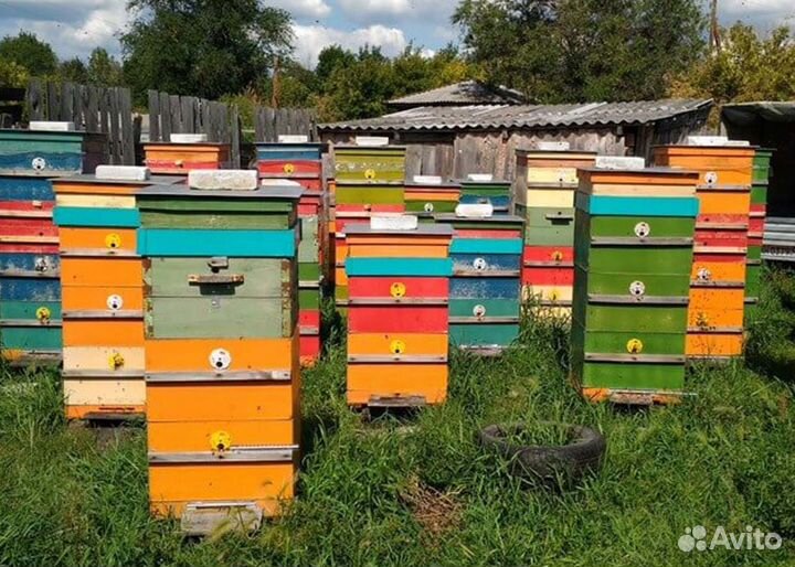 Мед натуральный с Алтая опт