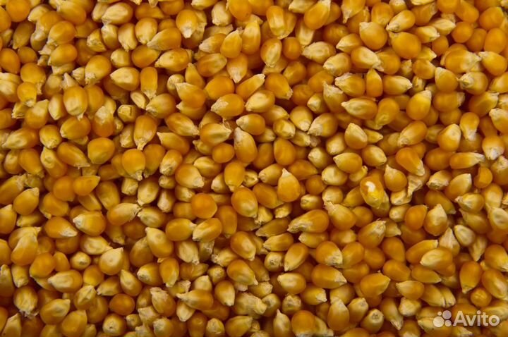 Кукуруза, пшеница, горох, ячмень, рапс, овес