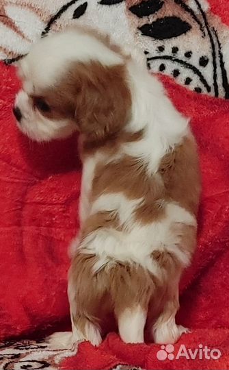 Кавалер Кинг Чарльз спаниель щеночки