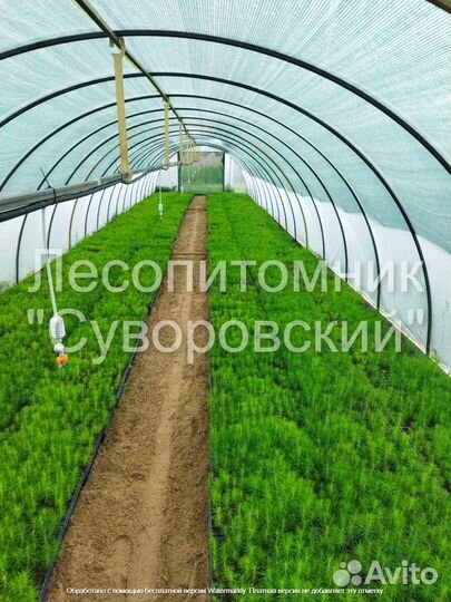 Сеянцы и саженцы зкс окс