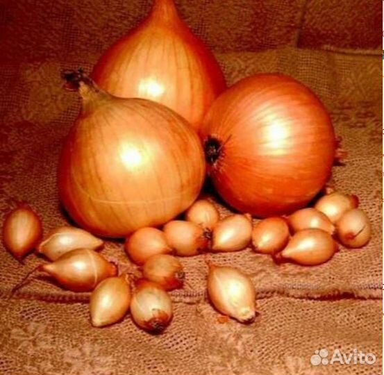 Лук Стурон севок 1 кг