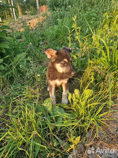 Щенки в добрые руки