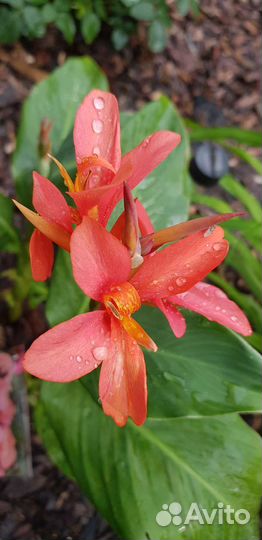 Канна карликовая, гортензия Анабель, лилии