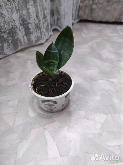 Комнатные цветы