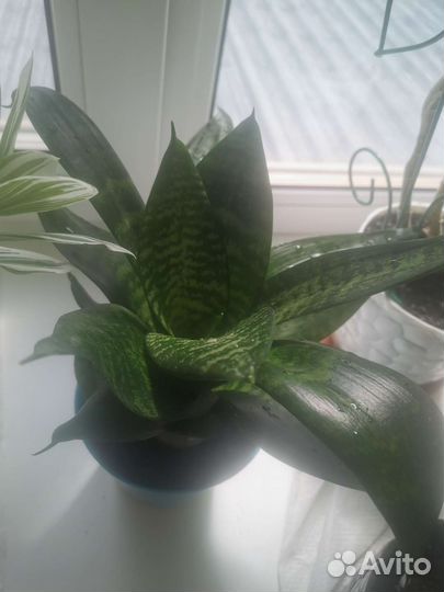 Сансевиерия