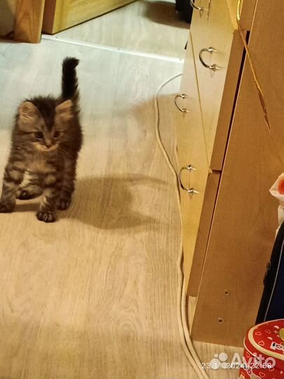 Котёнок от мраморной кошки