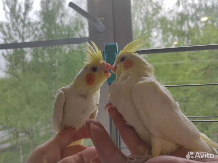 Ручные птенцы Кореллы