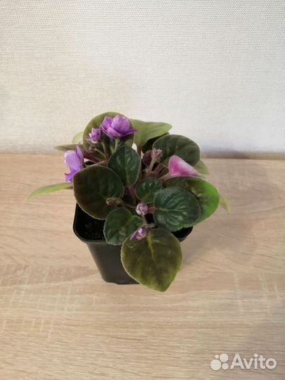 Фиалка в горшках