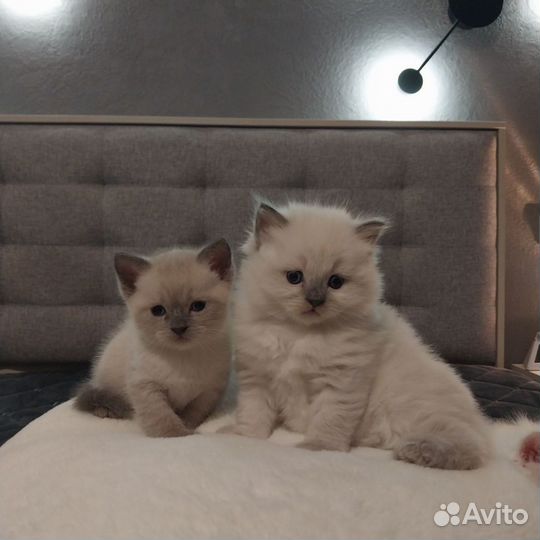 Котята